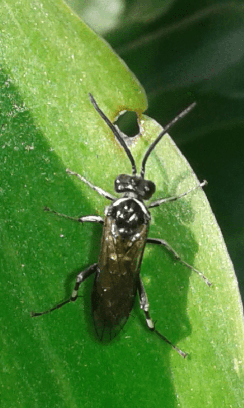 Tenthredinidae : Macrophya sp. (M. albicincta o M. alboannulata)